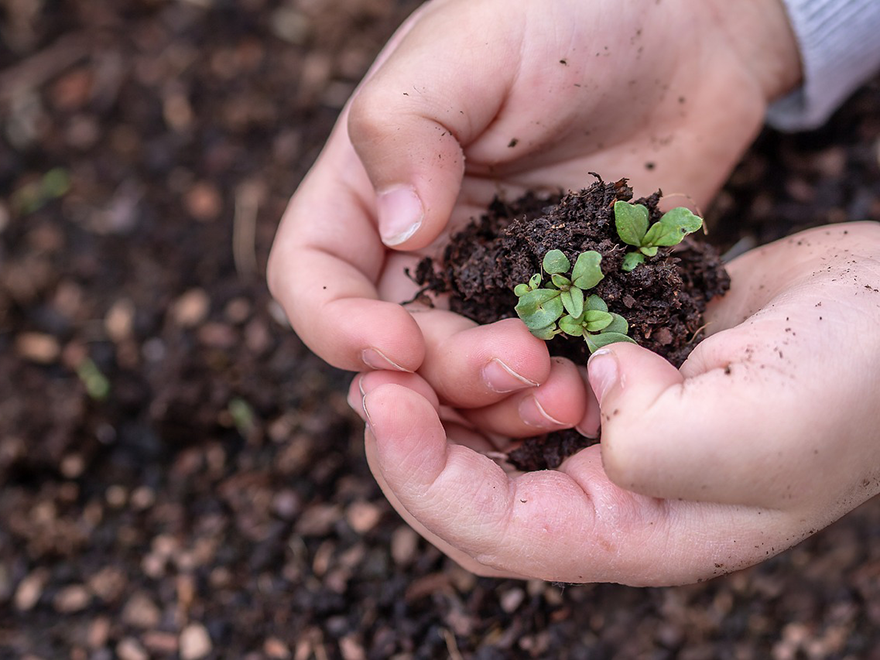 A child's hands holding a small plant in dirt.