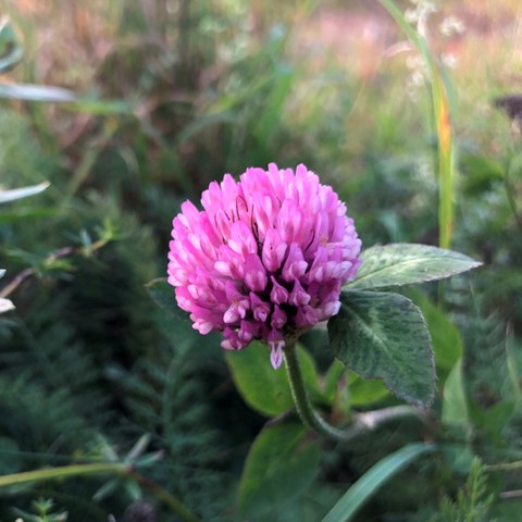 rosa klöverblomma