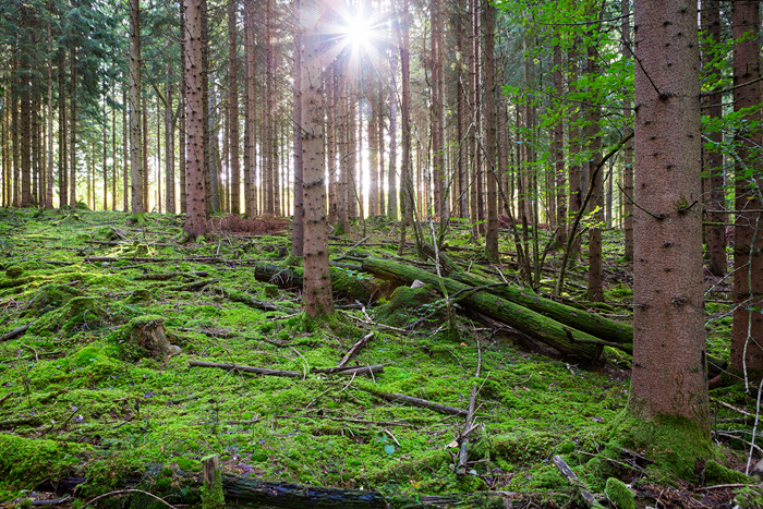 Solljus och skog