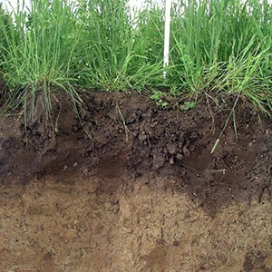 A soil profile in grassy land, photo.