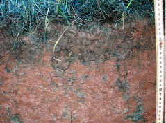 A soil profile with tape measure, photo.