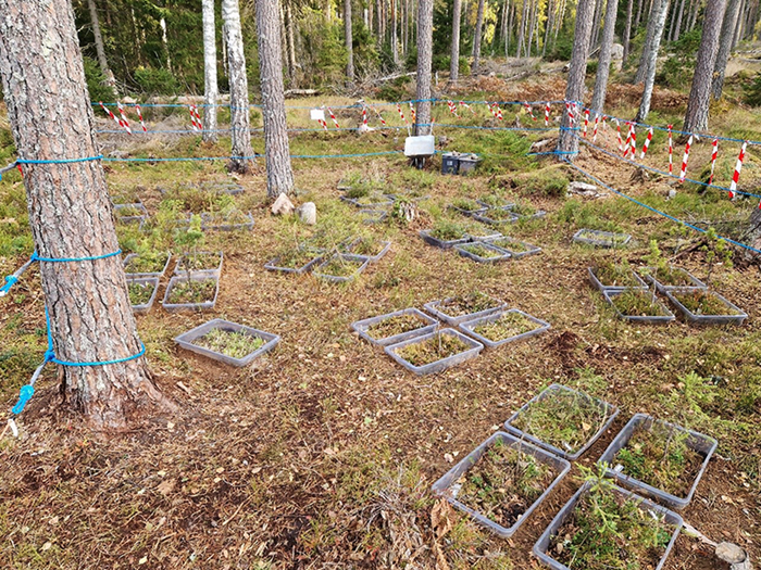 skogsmark med lådor utspridda