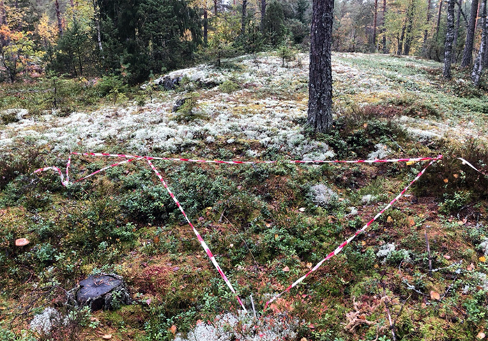 Forest ground with red and white plastic tape in a triangle, photo.