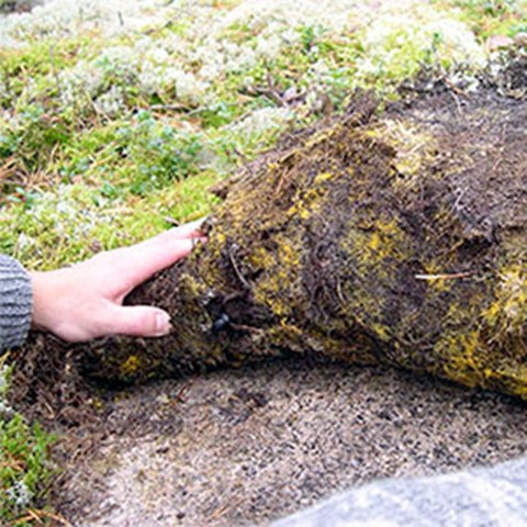 A hand raises on moss, yellow threads appear under, photo.