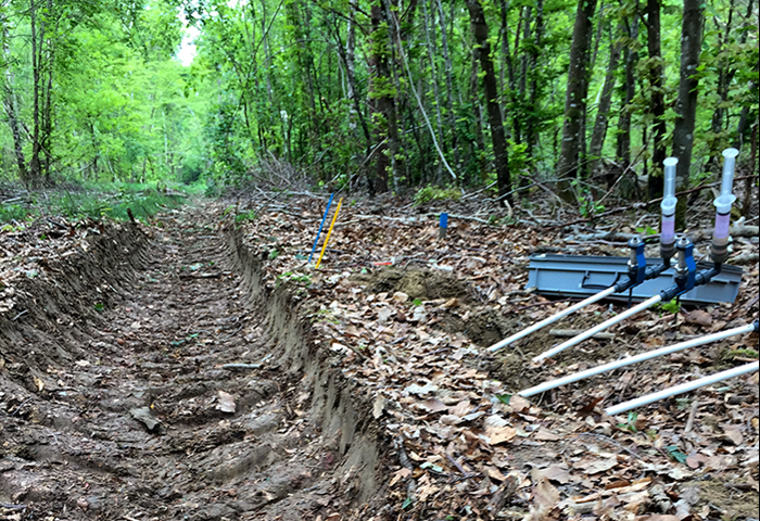 Körspår i en skog, foto.