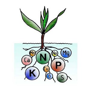 En växt med näringsämnen vid rötterna, illustration.