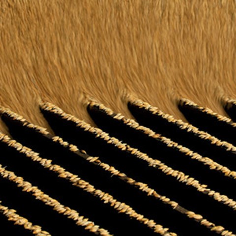 Barley seeds, photo.