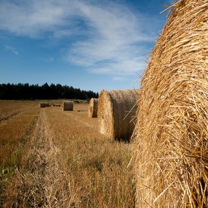 Hay bales on a field under blue sky, photo.
