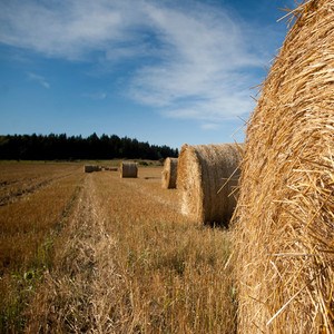 Hay bales on a field, photo.