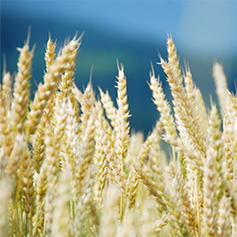 Close-up of wheat, photo.