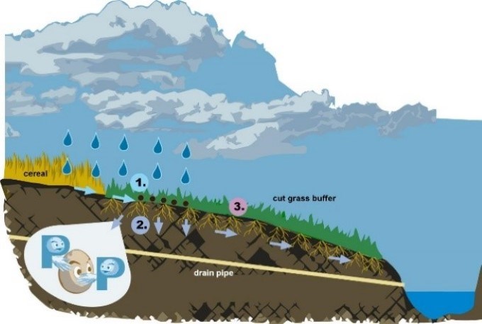 Retention processes i a buffer zone. Principal drawing.