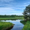 Constructed wetland. Photo.
