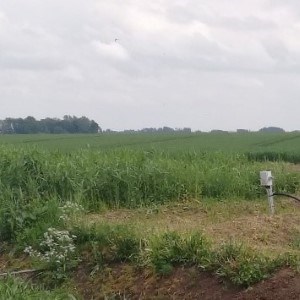 Subsurface constructed wetland. Photo.