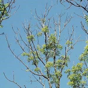 A tree with only a few leaves, photo.