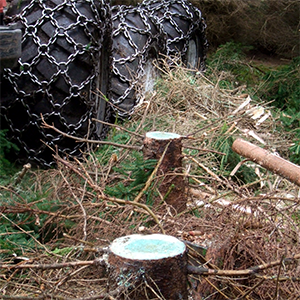 A stump with green cut surface, photo.