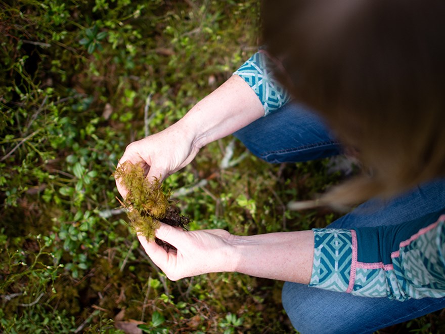 Hand with moss. Photo.