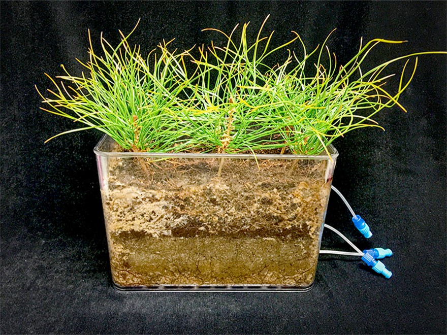 A transparent container where pine plants grow. Photo. 