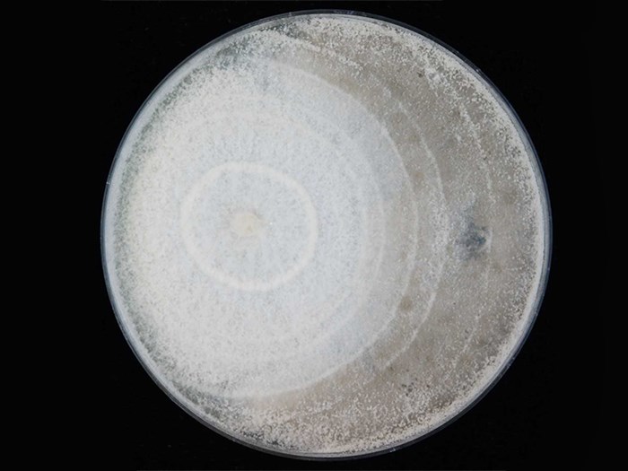A circular nutrient plate with white material on. Photo.