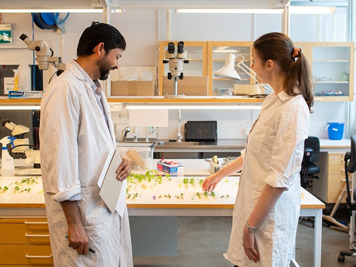 Två personer i ett lab tittar på gröna plantor. Foto.