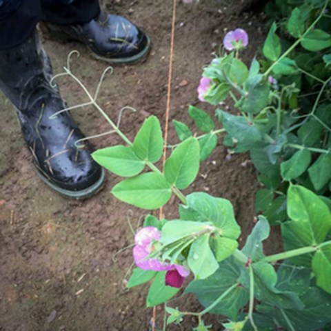 A picture taken towards the ground where two black rubber boots and a pea plant with pink flowers are visible. Photo.