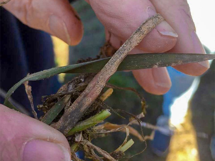 Hand are holdina a cereal straw with black spots. Photo.