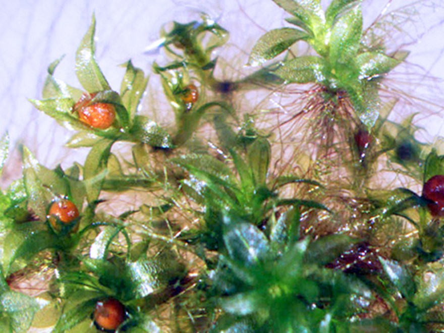 Moss on a table, photo.