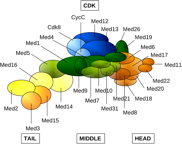 A protein made of circles in different colors, illustration.