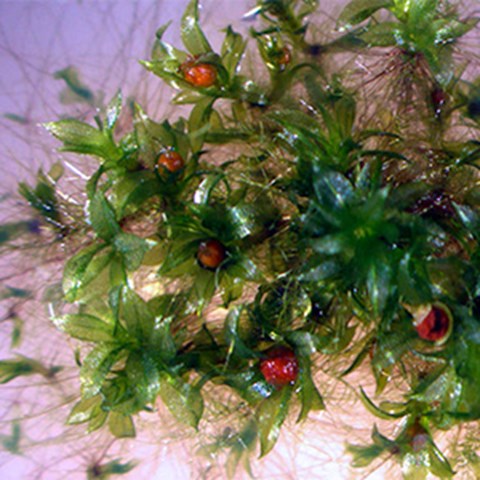 Close-up of a moss, photo.