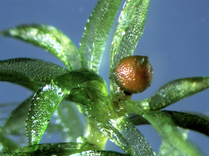 Close-up of a moss, photo.