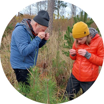 A man in a blue jacket and a woman in a red jacket stand in a forest and look closely at pine needles. Photo. 