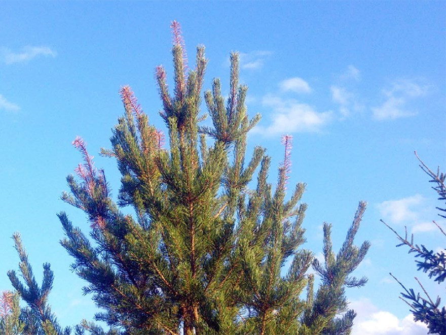 Träd med gula löv mot blå himmel, foto.