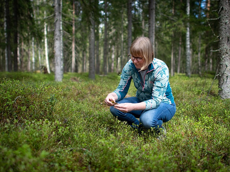 A woman crouches in the woods and looks at moss. Photo. 