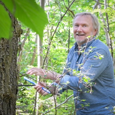 A smiling man in a blue shirt drills a whole in a tree trunk. Photo.