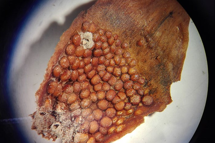 Round formations on the underside of a spruce cone's scale. Photo.