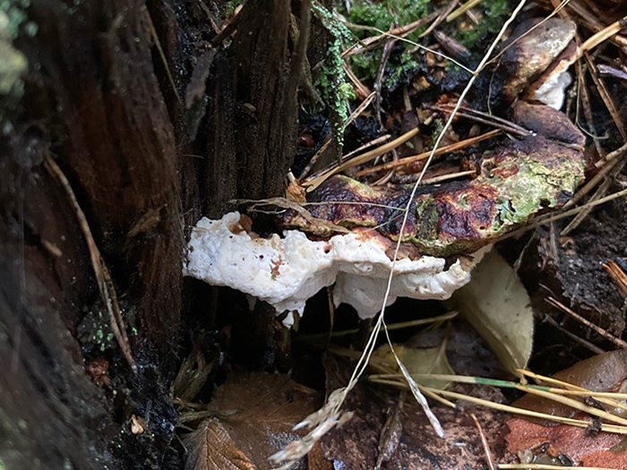 En fruktkropp av en svamp på en stubbe. Foto.