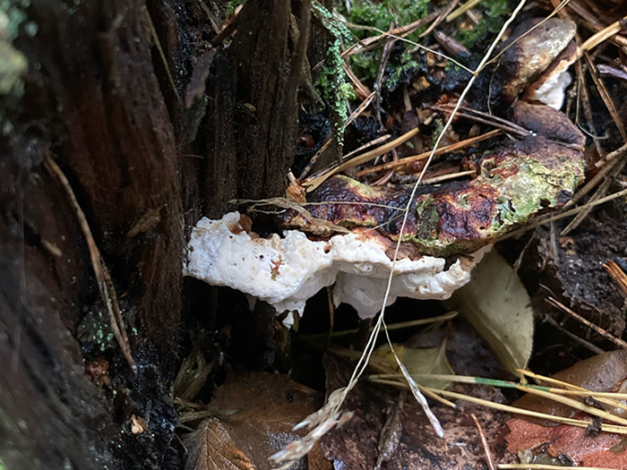 A fruitbody of a fungus growing on a tree stump. Photo.