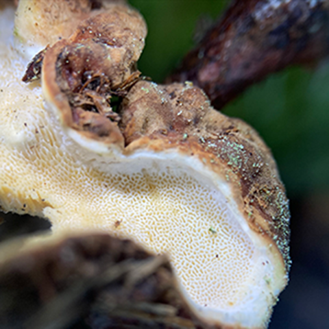 Närbild av en svamp som växer på ett träd. Foto.