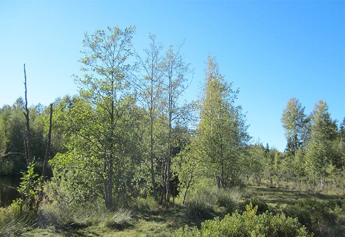Träd där många blad fallit av, foto.