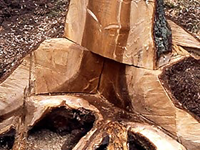 Spruce sawn to show the distribution of root rot in roots and stem. Photo.