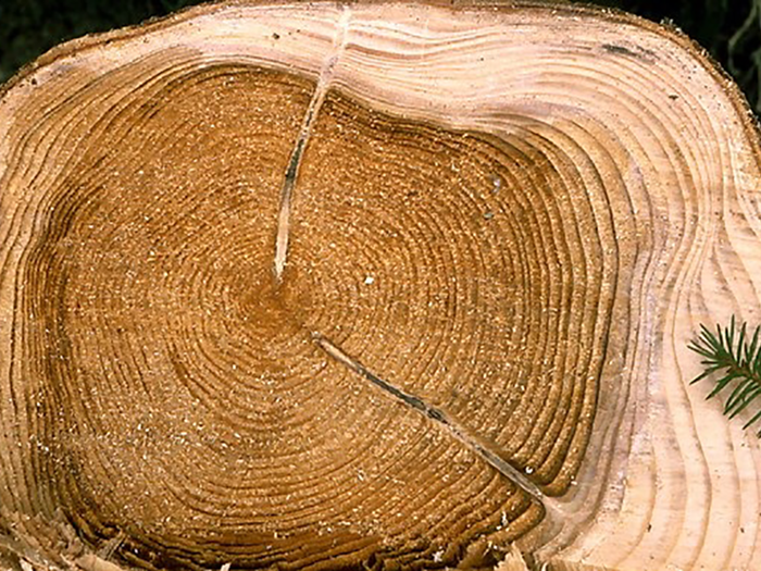 A cross cut of a tree with a darker area in the middle. Photo.