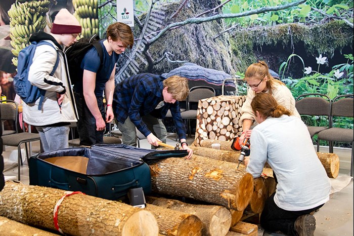 En grupp studenter borrar hål i timmer inomhus, foto.