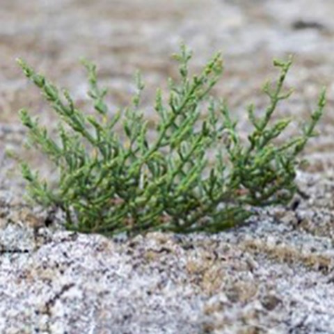 En grön växt på stenig mark. Foto.