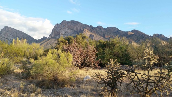 A landscape with mountains, rocky ground and vegetation. Photo. 
