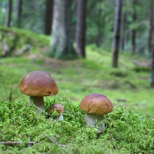 Tre svampar med bruna hattar i en skog. Foto.