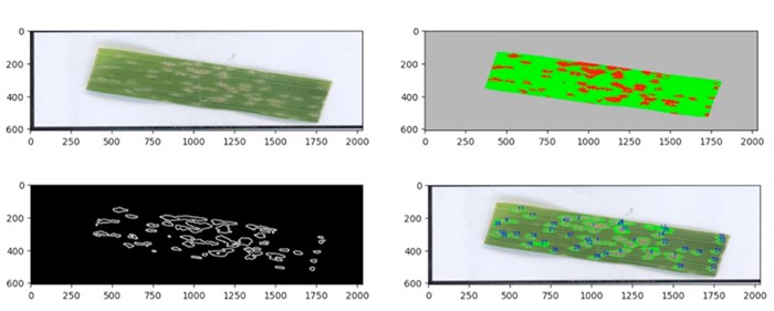 Four photos of a wheat straw, a regular photo and three computer generated.