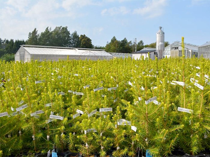 Small spruce seedlings with white patches on. Photo.