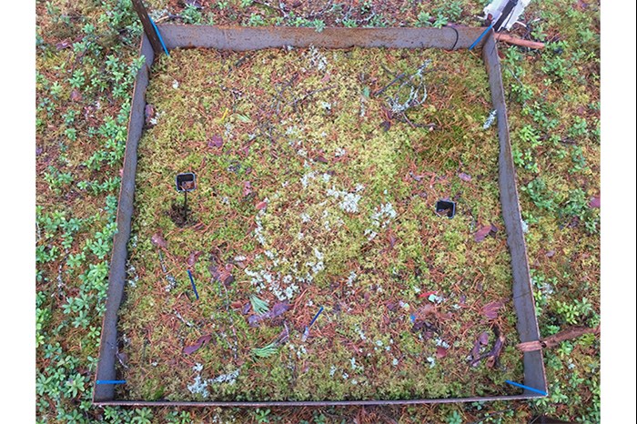 A metallic square on forest soil. Photo.