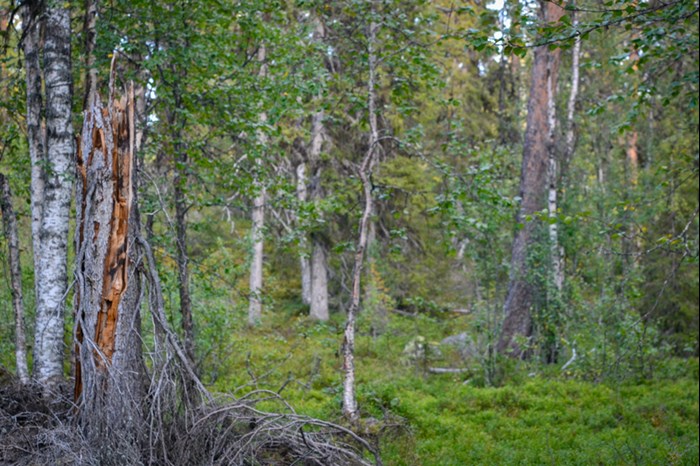 A mixed forest with a lot of ground vegetation. Photo.
