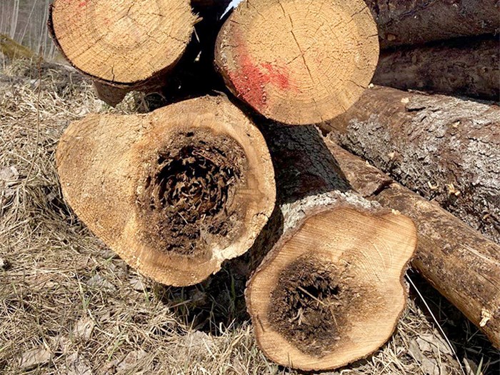 Spruce trunks in cross section with dark surfaces. Photo.