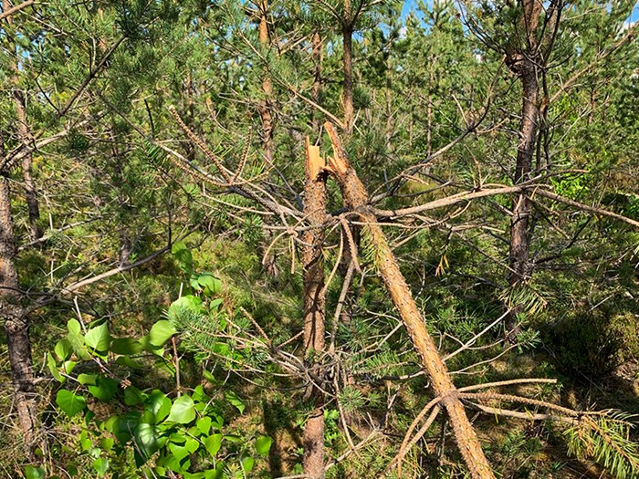 A Scots pine with a broken top. Photo.
